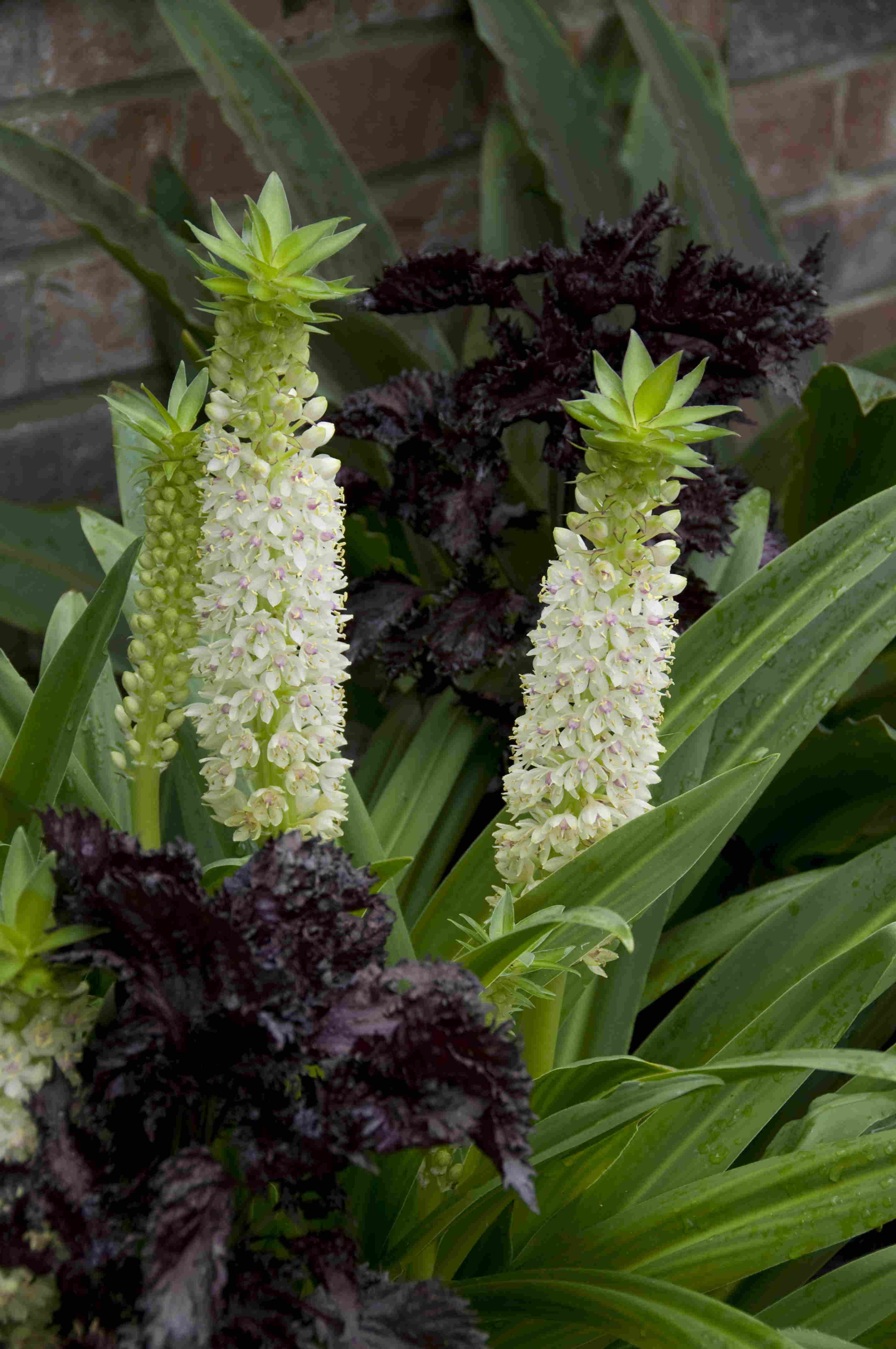 Eucomis Autumnalis alba